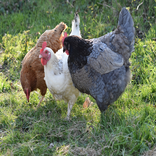 Élevage de poules pondeuses