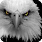 Eagle Wallpaper icon