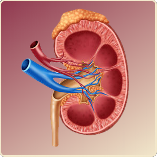 Creatinine Clearance