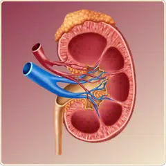 Baixar Aclaramiento Creatinina APK