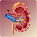 Creatinine Clearance