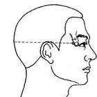 TCM Acupuncture Index/Acupoint-icoon