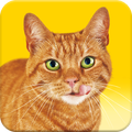 Friskies® Call Your Cat
