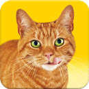 Friskies® Call Your Cat APK