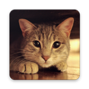 Cat Sounds  – Ringtones APK