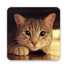 Cat Sounds icon