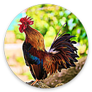 Rooster Sounds - Morning Alarm Sounds APK