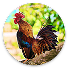 Rooster Sounds icône