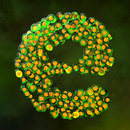 Everlution：Spore & Bacteria io APK