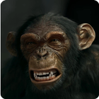 Evil Monkey 3D Live Wallpaper icône