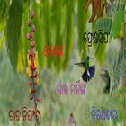 Odia SMS Collection 2017 biểu tượng