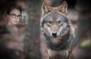 Wolf Photo Frames скриншот 3