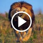 Lion Video Live Wallpaper icône