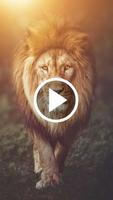Lion Video Live Wallpaper الملصق