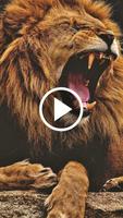 Lion Video Live Wallpaper capture d'écran 1