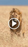 Lion Video Live Wallpaper capture d'écran 3