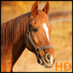 Imagenes de caballos HD