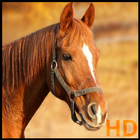 Imagenes de caballos HD أيقونة