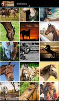 Imagenes de caballos HD plakat