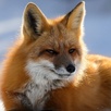 Fox Wallpaper APK