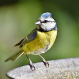 Imagenes de aves para  fondos de pantalla gratis