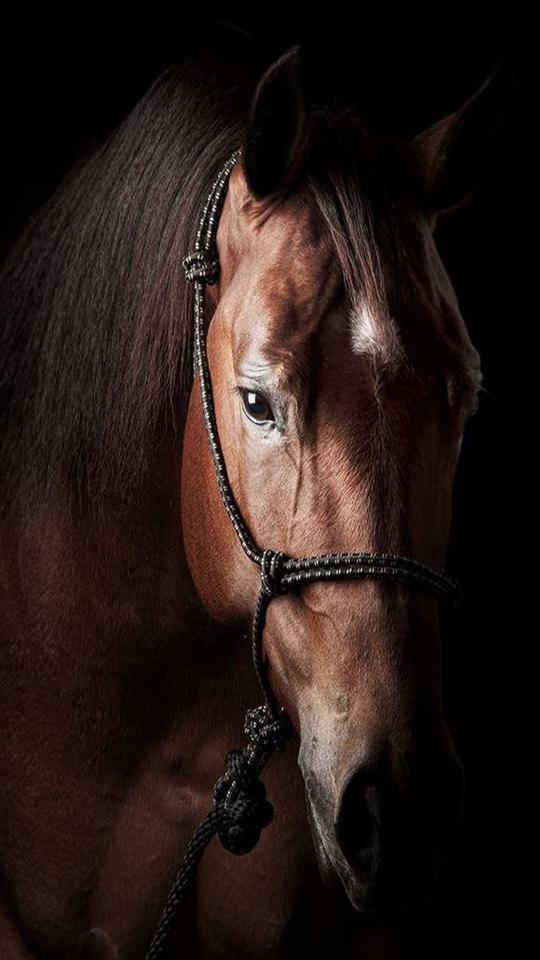 Caballos Fondo Pantalla APK for Android Download Caballos Fondo Pantalla APK for Android Download