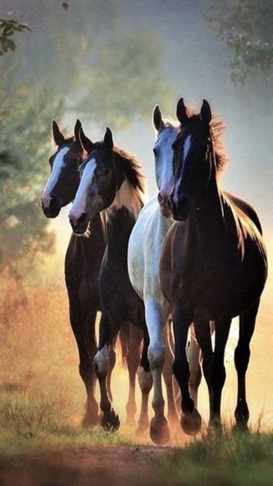 Caballos Fondo Pantalla APK للاندرويد تنزيل Caballos Fondo Pantalla APK للاندرويد تنزيل