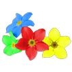 Forget me not
