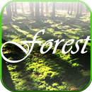 Forêt Fond d'écran animé APK