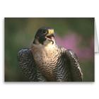 Falcon HD Wallpaper biểu tượng