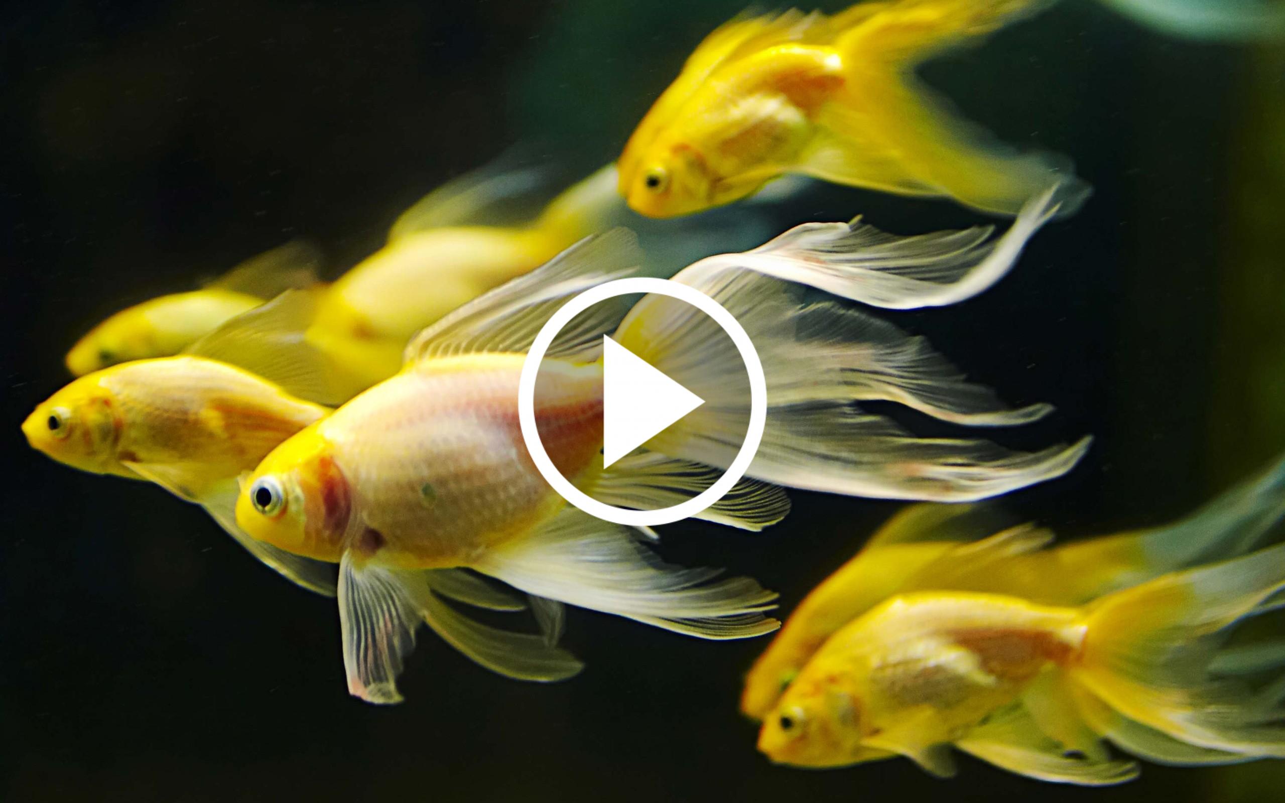 Fish Video Live Wallpaper For Android Apk Download