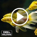 Fish Video Wallpaper RDT APK