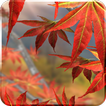 ”Autumn Tree Free Wallpaper