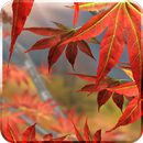 Autumn Tree Free Wallpaper APK