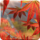 Autumn Tree Free icon