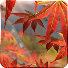 Autumn Tree Live Wallpaper Icon