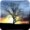 Silhouette Free Live Wallpaper APK