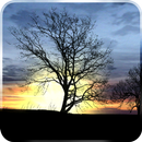 Silhouette Free Live Wallpaper APK