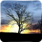Silhouette Live Wallpaper 아이콘