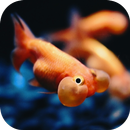 3D Fishes Video Live Wallpaper APK
