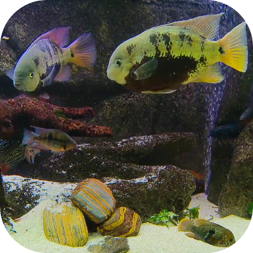 Fish Tank Live Wallpaper