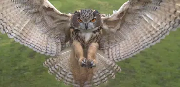 Flying Owl Live Wallpaper