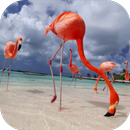 Flamingo Video Live Wallpaper APK