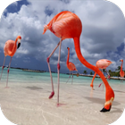 Flamingo Video Live Wallpaper icône