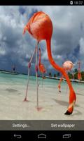 Flamingo Video Live Wallpaper Affiche