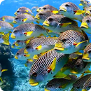 APK Flock of Colorful Fish Live WP