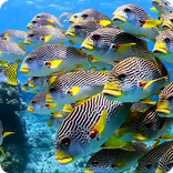 Flock of Colorful Fish Live WP