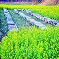 Flower honey