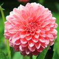 ”Various Flower Plants
