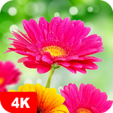 Flower Wallpapers 4K آئیکن